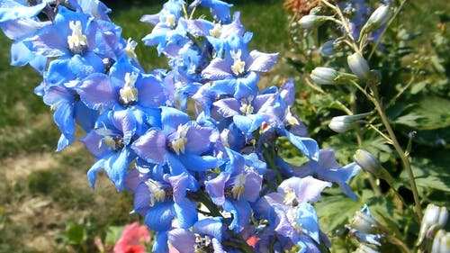 蓝色花朵的特写视图 · 免费素材视频