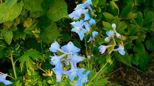 美丽的花朵特写视频 · 免费素材视频