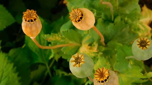 花园里的罂粟种子荚 · 免费素材视频