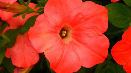 红色花的特写视频 · 免费素材视频