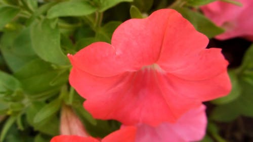 精致的粉红色花朵的特写视图 · 免费素材视频