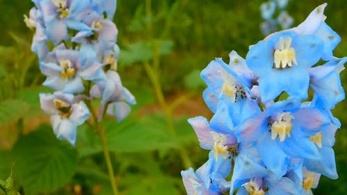 独特的蓝色花朵 · 免费素材视频