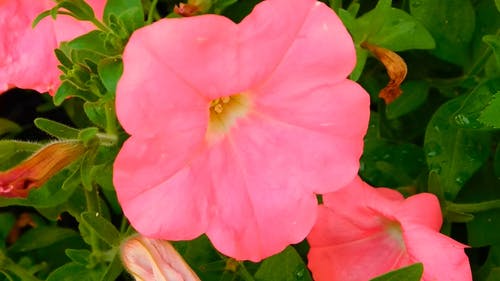 花园里的粉红色花朵 · 免费素材视频