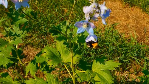 蜜蜂授粉花的特写视频 · 免费素材视频