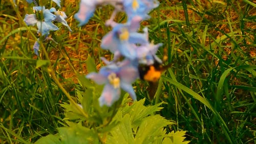 大黄蜂和花的授粉 · 免费素材视频