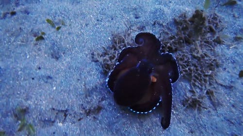 水下章鱼的视频 · 免费素材视频