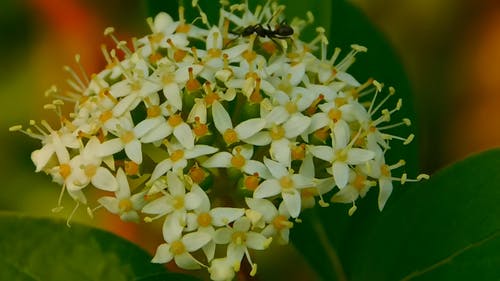 昆虫在花上 · 免费素材视频