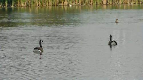 鸭子在湖上游泳 · 免费素材视频
