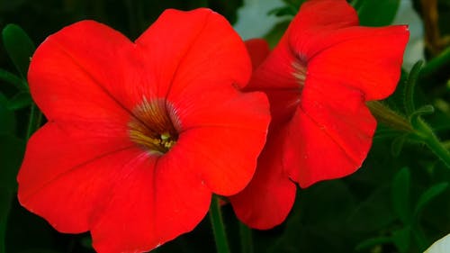 迷人的红色花朵 · 免费素材视频