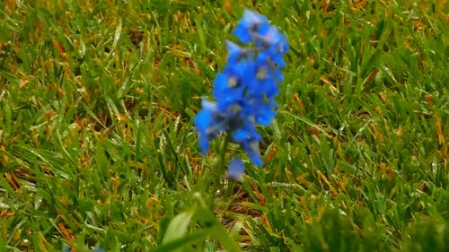 草原中间的蓝色小花 · 免费素材视频