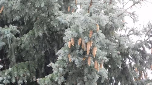 下雨天 · 免费素材视频