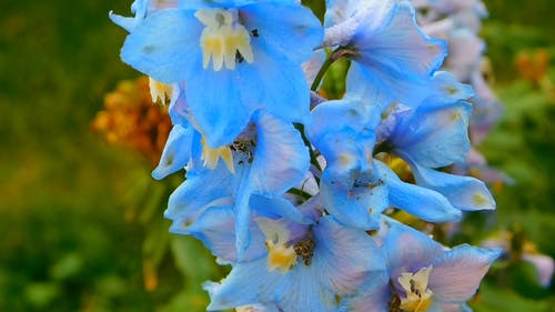 特写视图蓝色花朵视频 · 免费素材视频
