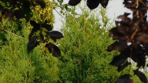 通过树叶看到的绿树 · 免费素材视频