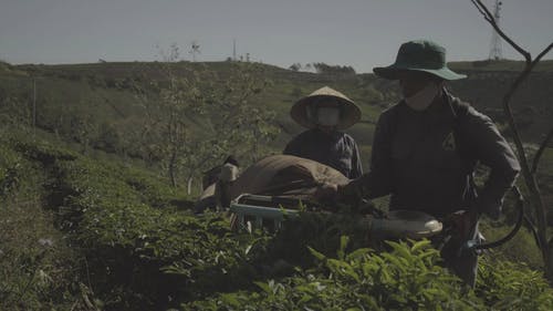 收获茶叶 · 免费素材视频