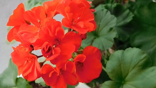 明亮的红色天竺葵植物绽放 · 免费素材视频