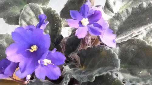 非洲紫罗兰绽放 · 免费素材视频