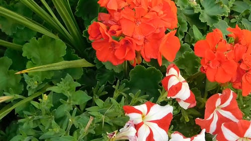 视频红色花瓣流 · 免费素材视频