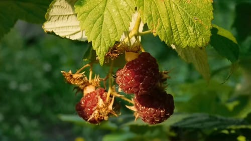 新鲜树莓 · 免费素材视频