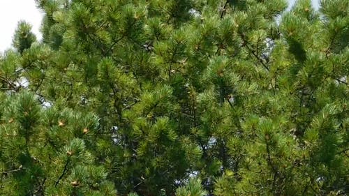 刮风的日子上的松树 · 免费素材视频
