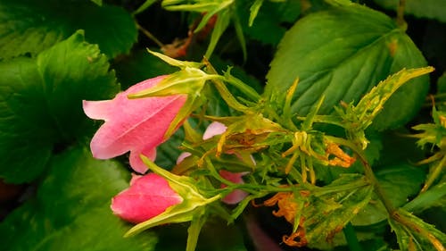 夏季粉红铃铛 · 免费素材视频