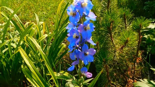 夏天绽放蓝色花 · 免费素材视频