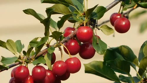 树上的美味樱桃 · 免费素材视频