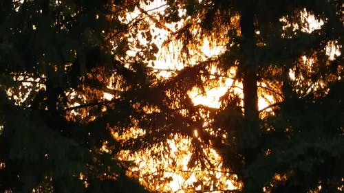 阳光透过silhoutted树木 · 免费素材视频