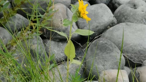 石头中的黄色野花 · 免费素材视频