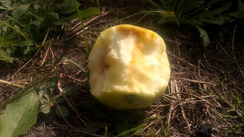 青苹果剩菜 · 免费素材视频
