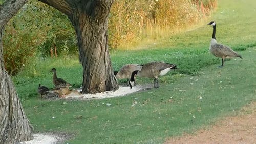 鸭子在公园喂食 · 免费素材视频