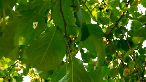 绿色的树叶在树枝上 · 免费素材视频