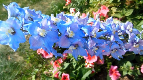 蓝花 · 免费素材视频