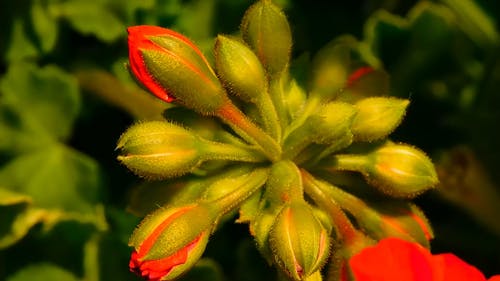 红色天竺葵花蕾 · 免费素材视频