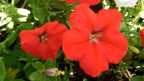 红色的gumamela花 · 免费素材视频