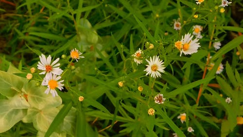 公园里的野花 · 免费素材视频