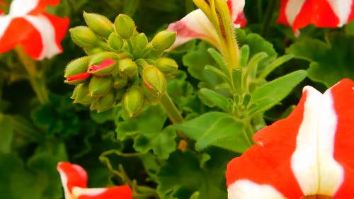 独特的红色花朵 · 免费素材视频