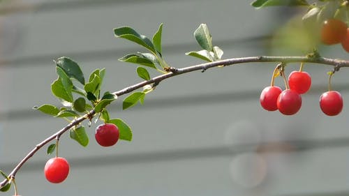 车的特写视频 · 免费素材视频