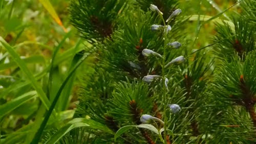 植物特写镜头 · 免费素材视频