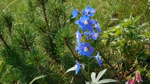 松树旁边的蓝色小花 · 免费素材视频