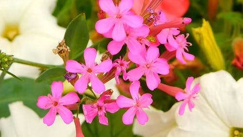 明亮的粉红色花朵的特写视图 · 免费素材视频