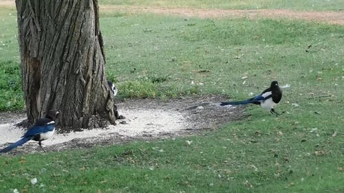 树上的地面上的鸟 · 免费素材视频