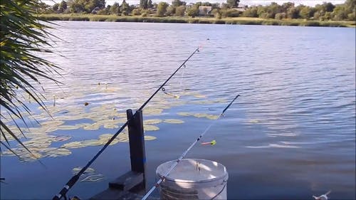 在湖边钓鱼 · 免费素材视频