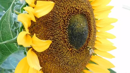 蜜蜂在向日葵上的宏视频 · 免费素材视频
