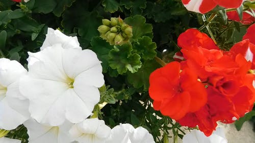 什锦的花朵在花园里 · 免费素材视频