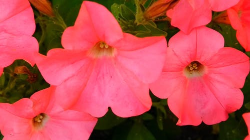 美丽的粉红色铃铛花 · 免费素材视频