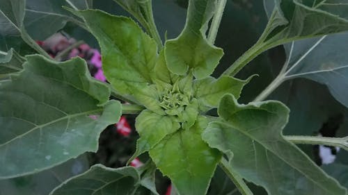 植物特写镜头 · 免费素材视频