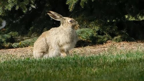 Jackrabbit属于兔子家族 · 免费素材视频