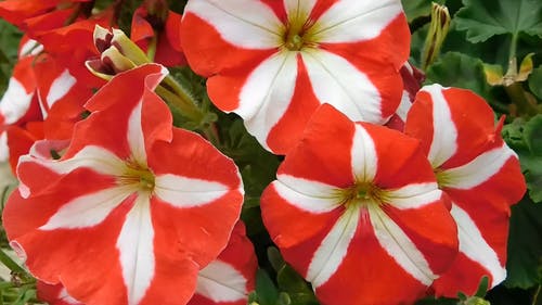红色和白色的条纹花 · 免费素材视频