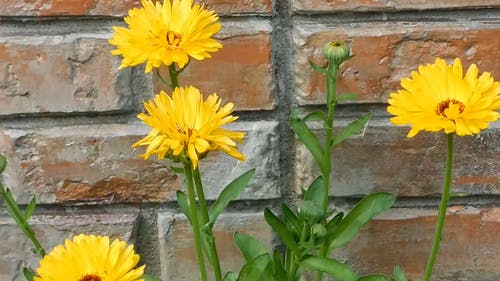 美妙的黄色花朵 · 免费素材视频