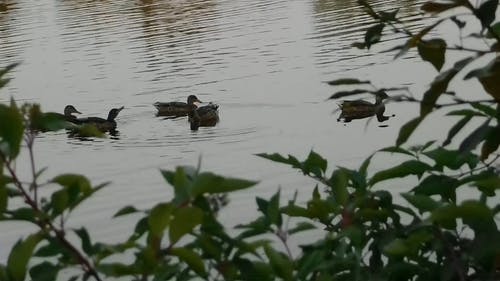 鸭子在湖上 · 免费素材视频